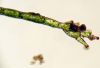 image of Vandenboschia collariatum