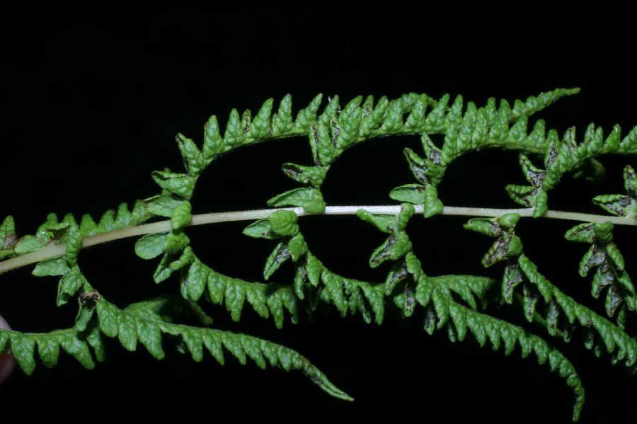Thelypteridaceae Coryphopteris simulata