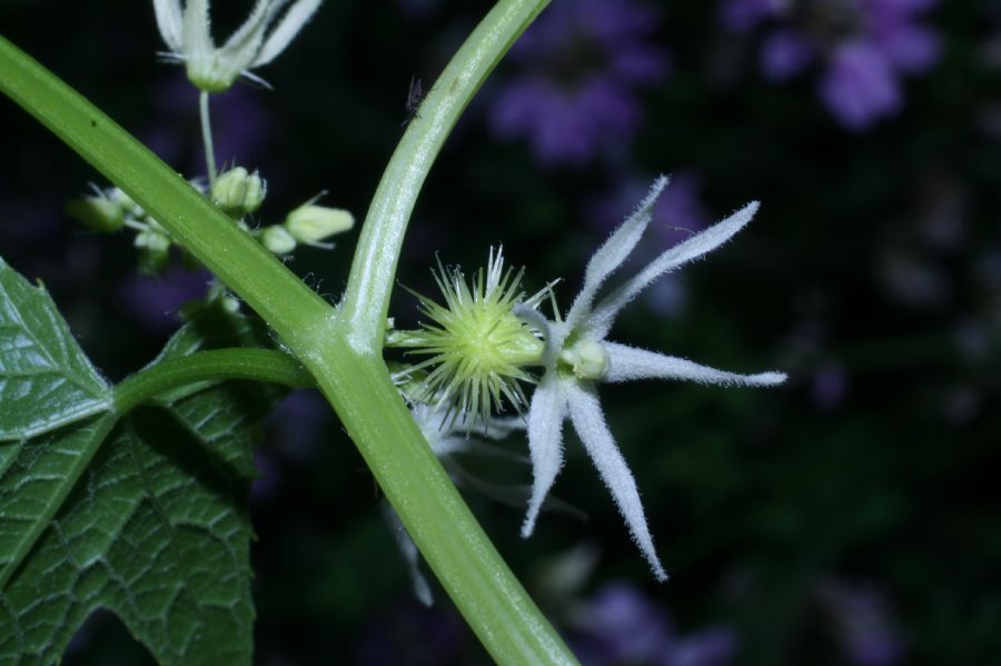 Cucurbitaceae Echinocystis lobata