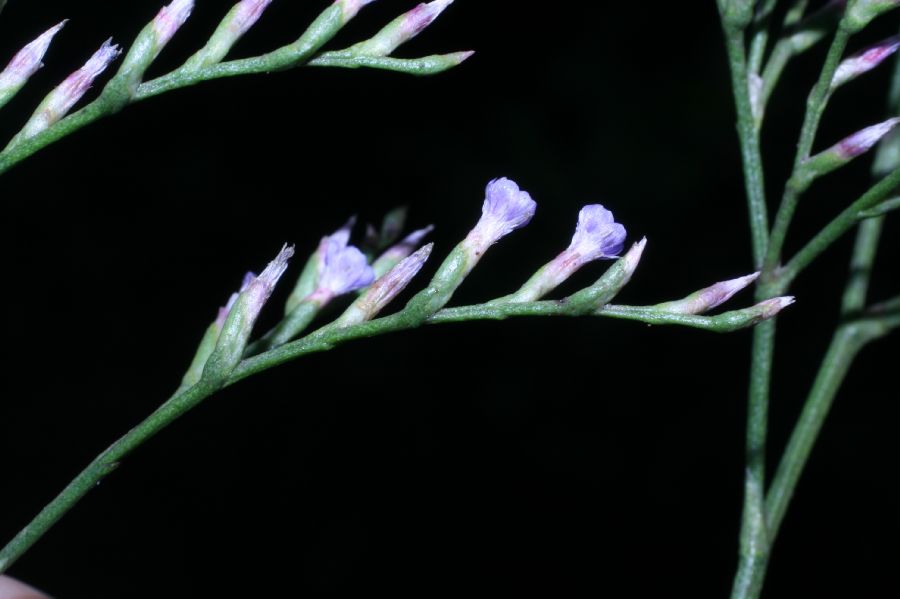 Plumbaginaceae Limonium carolinianum