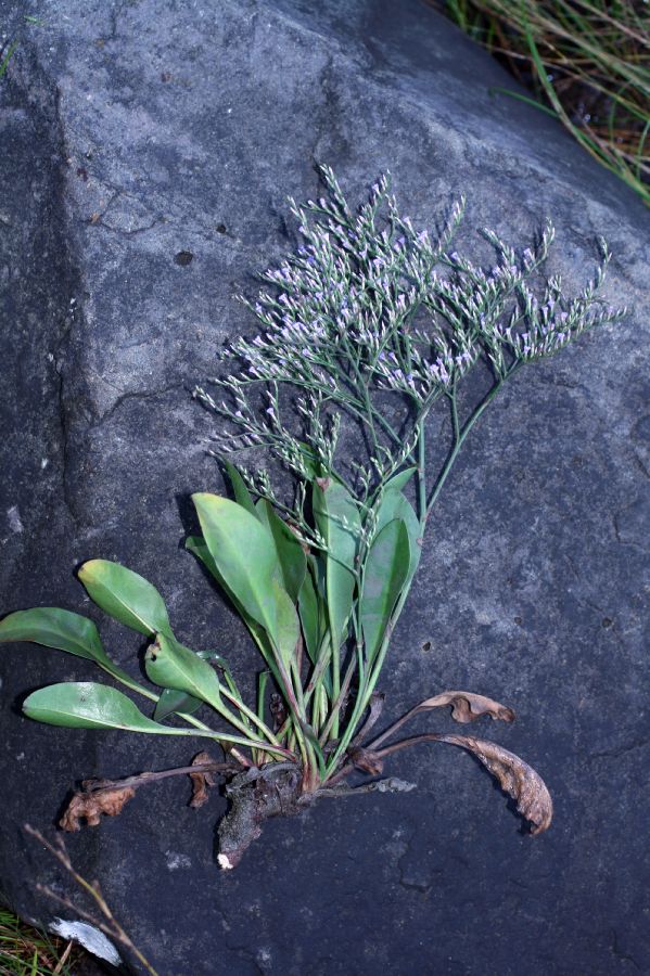 Plumbaginaceae Limonium carolinianum