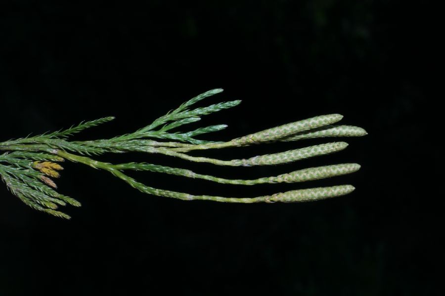 Lycopodiaceae Diphasiastrum sabinifolium