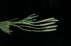 image of Diphasiastrum sabinifolium