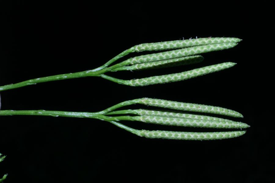 Lycopodiaceae Diphasiastrum digitatum