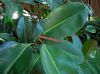 image of Ficus elastica