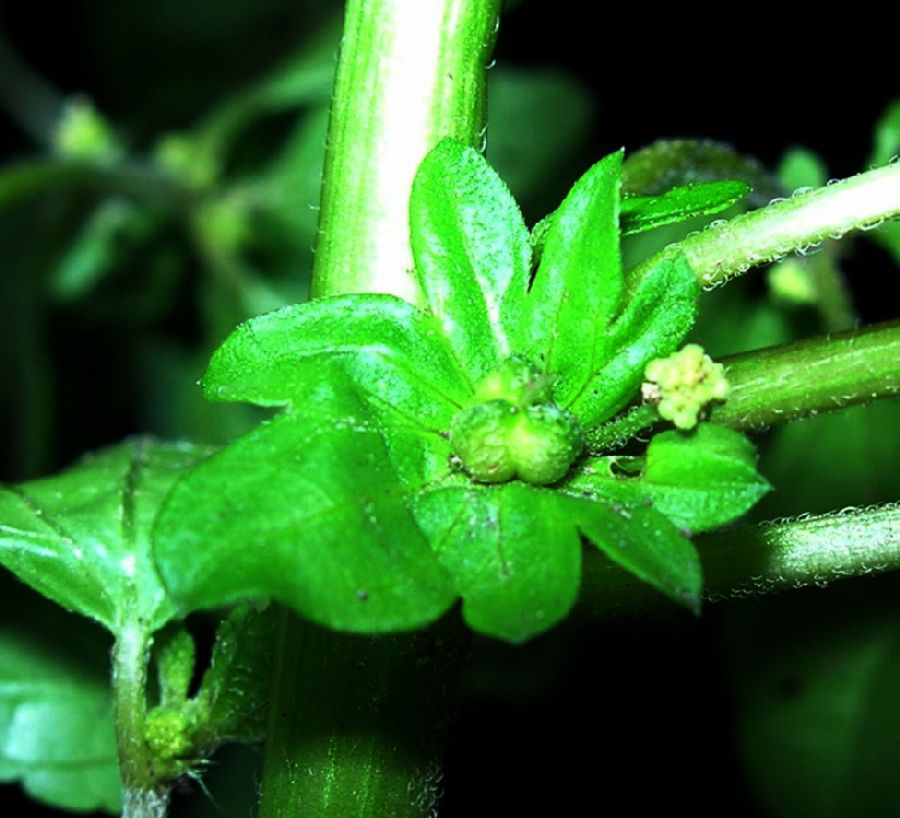 Euphorbiaceae Acalypha rhomboidea