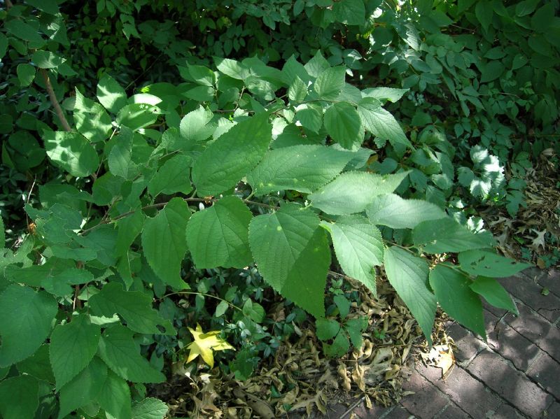 Cannabaceae Celtis occidentalis