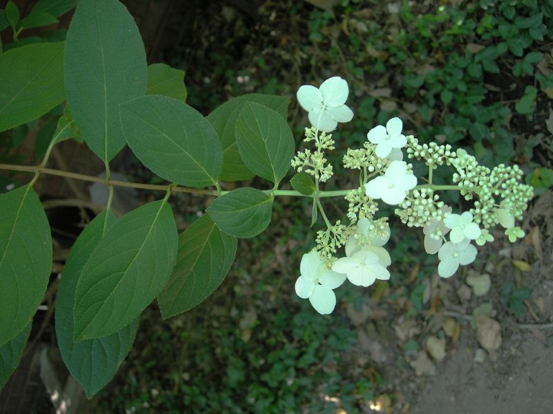 Hydrangeaceae Hydrangea paniculata