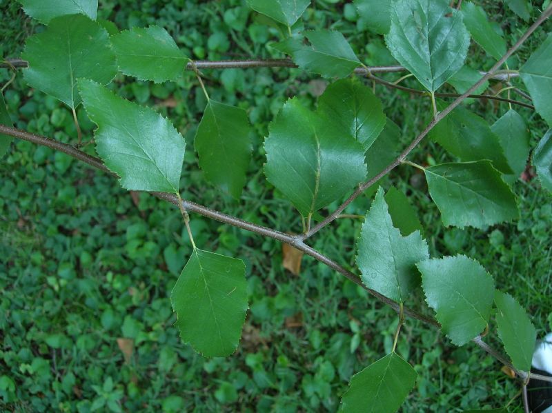 Betulaceae Betula nigra