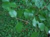 image of Betula nigra