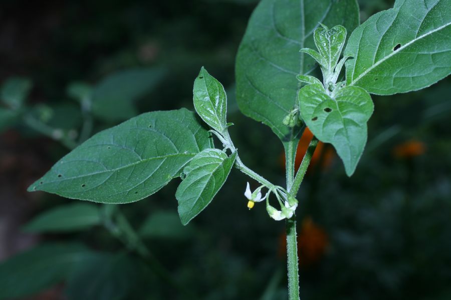 Solanaceae Solanum americanum