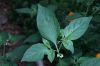 image of Solanum americanum