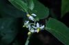 image of Solanum americanum