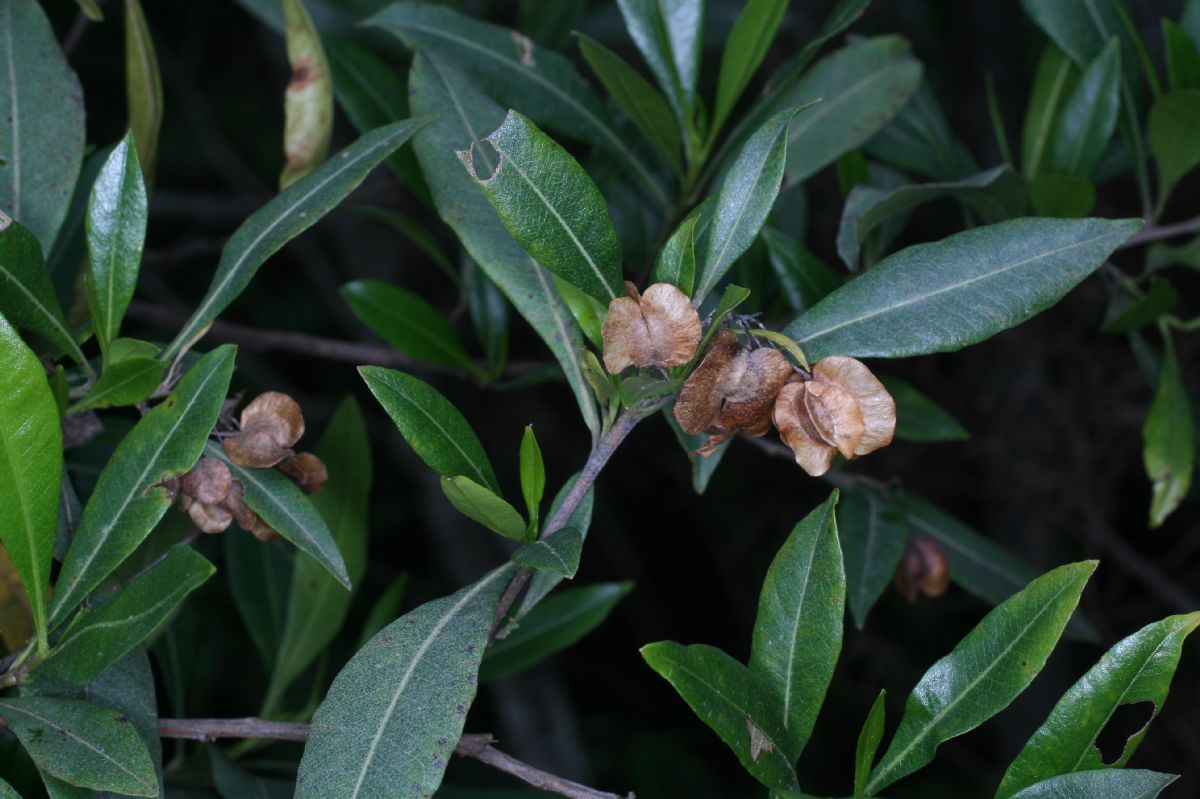 Sapindaceae Dodonaea viscosa