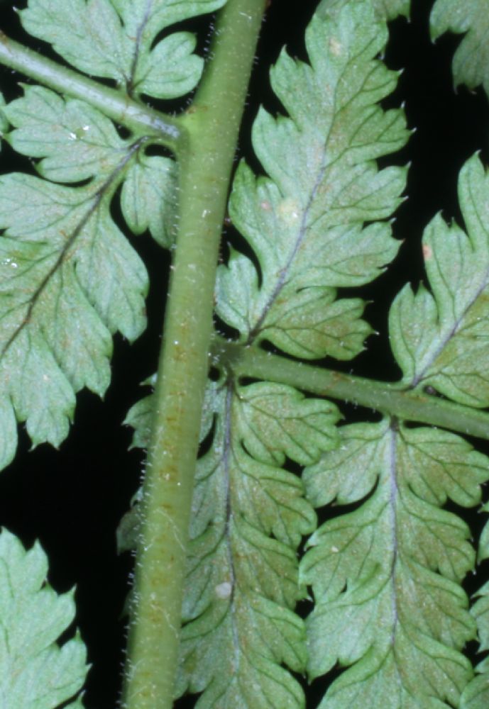 Dryopteridaceae Dryopteris intermedia