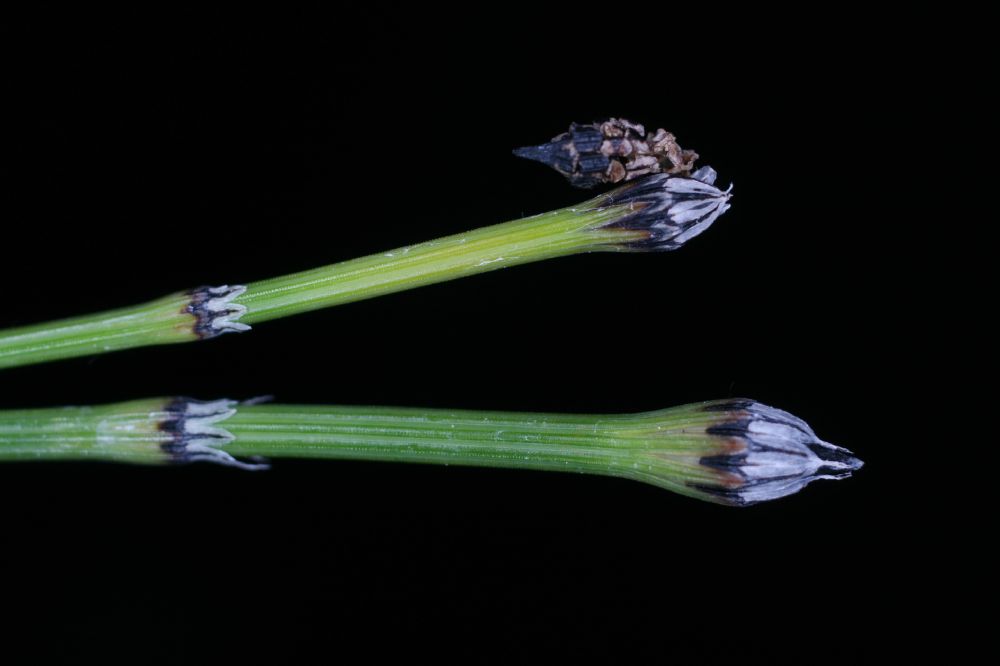 Equisetaceae Equisetum variegatum
