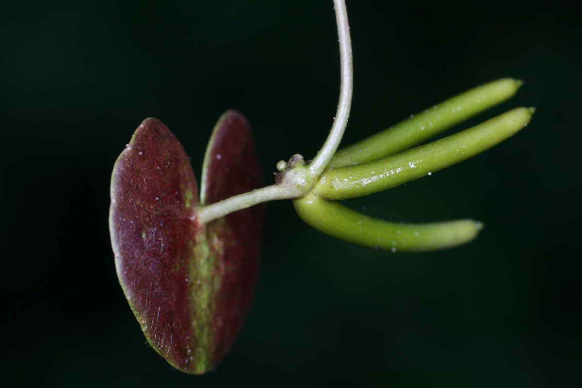 Menyanthaceae Nymphoides cordata