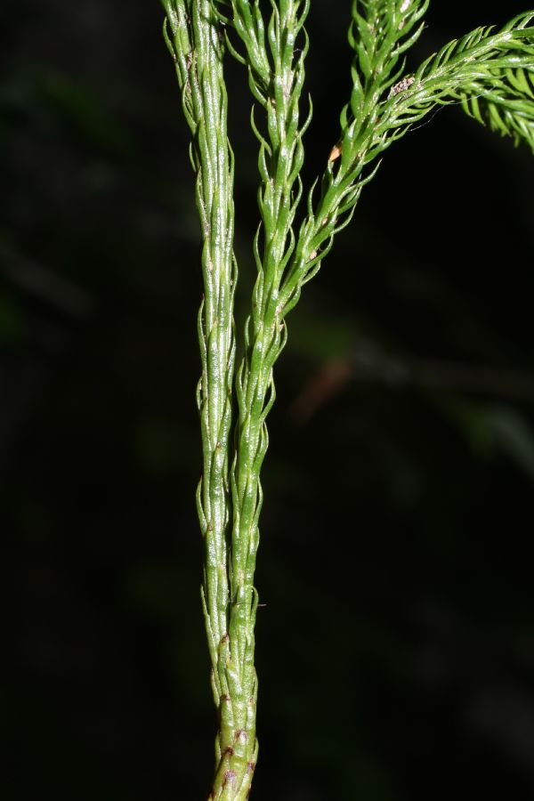 Lycopodiaceae Dendrolycopodium hickeyi