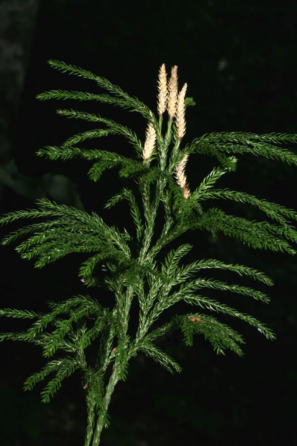 Lycopodiaceae Dendrolycopodium hickeyi