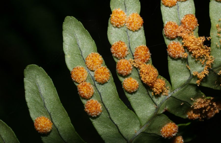 Polypodiaceae Polypodium appalachianum