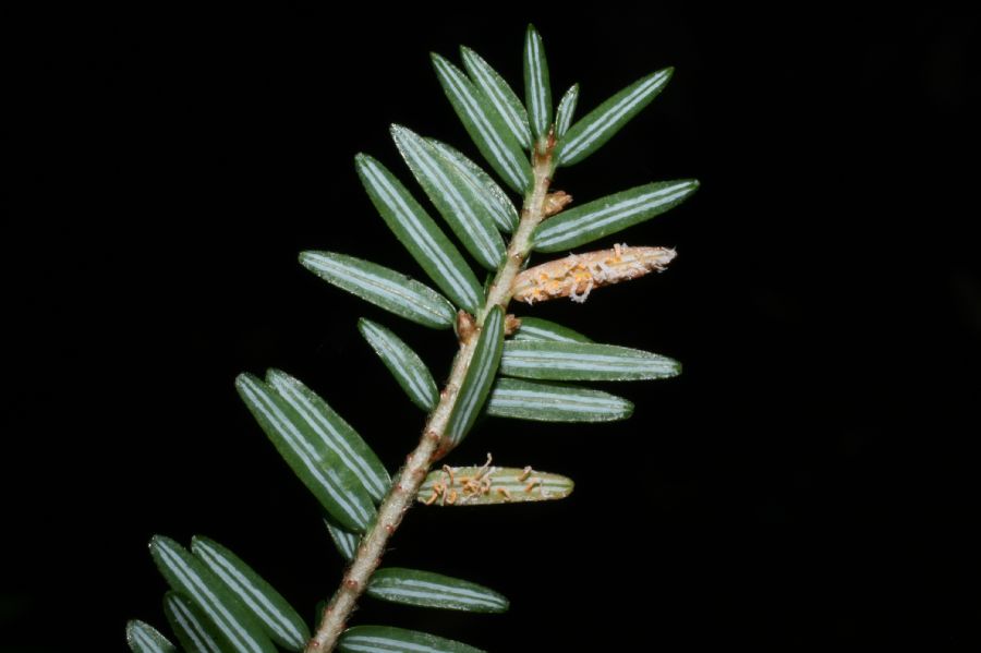 Pinaceae Tsuga canadensis