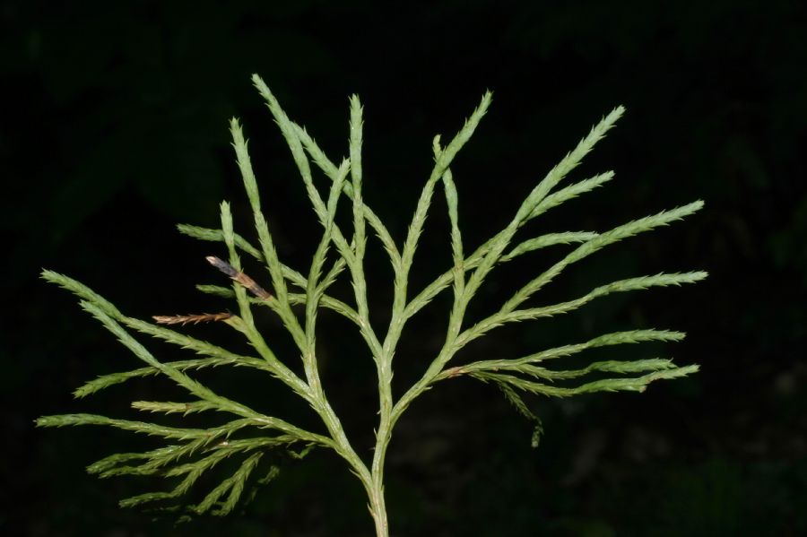 Lycopodiaceae Diphasiastrum tristachyum