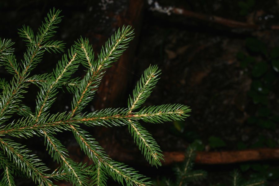 Pinaceae Picea rubens