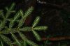 image of Picea rubens