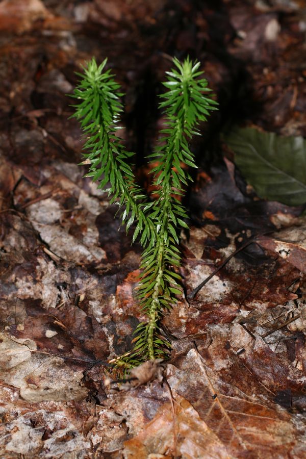 Lycopodiaceae Huperzia lucidula