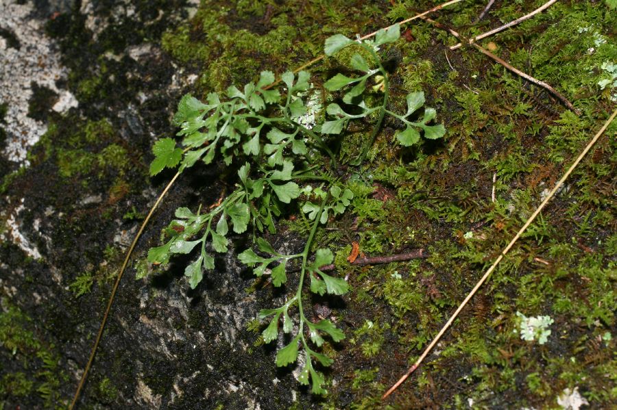 Aspleniaceae Asplenium ruta-muraria