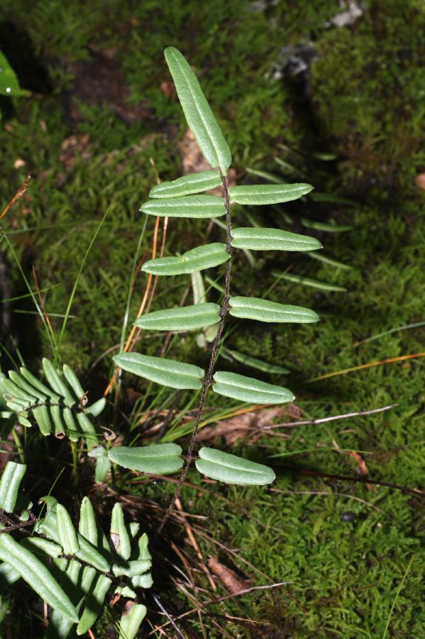Pteridaceae Pellaea atropurpurea