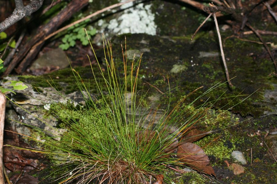 Cyperaceae Carex eburnea