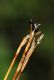image of Carex eburnea
