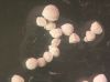 image of Isoetes echinospora X lacustris