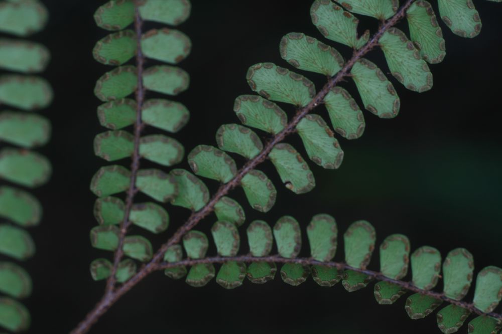 Pteridaceae Adiantum serratodentatum