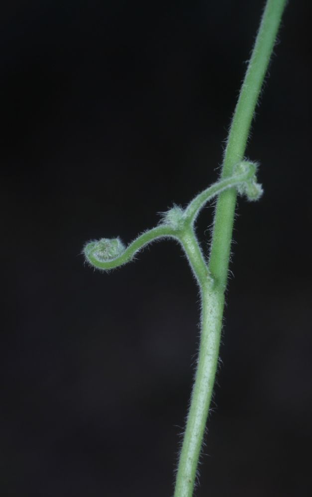 Lygodiaceae Lygodium venustum