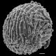 image of Anemia hirsuta X oblongifolia
