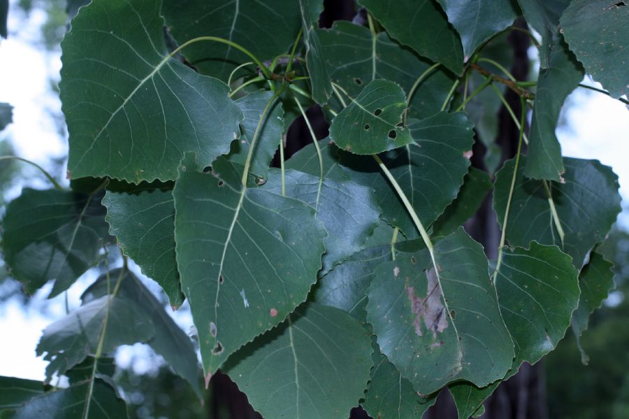 Salicaceae Populus deltoides
