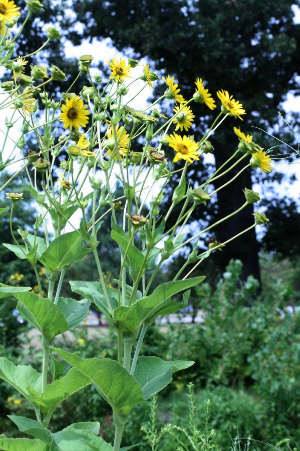 Asteraceae Silphium perfoliatum