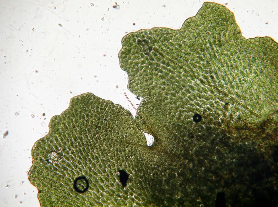 Dryopteridaceae Elaphoglossum peltatum
