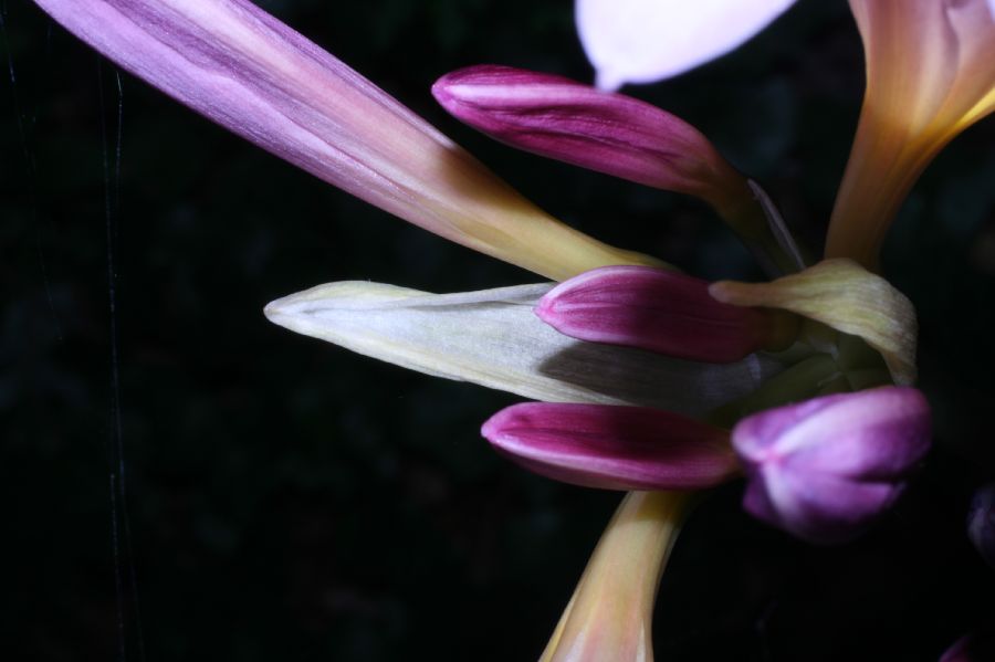 Amaryllidaceae Lycoris squamigera