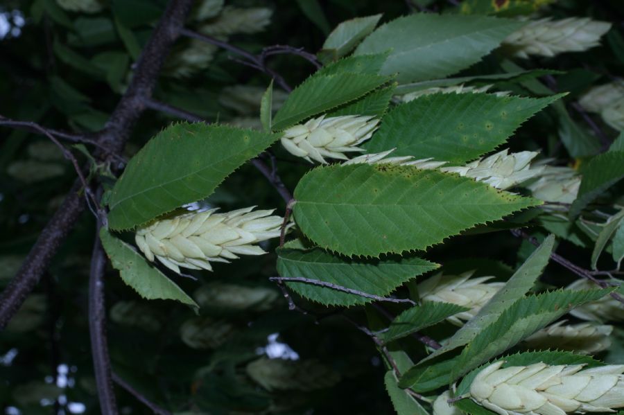 Betulaceae Ostrya caroliniana