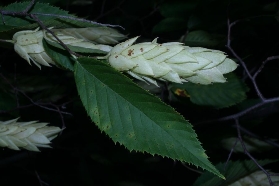 Betulaceae Ostrya caroliniana
