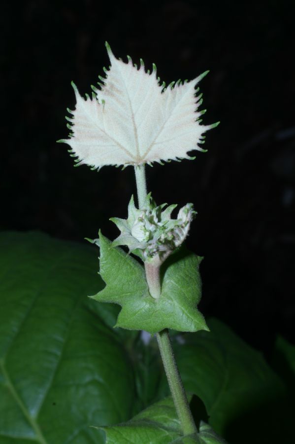 Platanaceae Platanus occidentalis