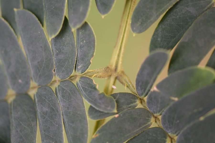 Fabaceae Albizia julibrissin