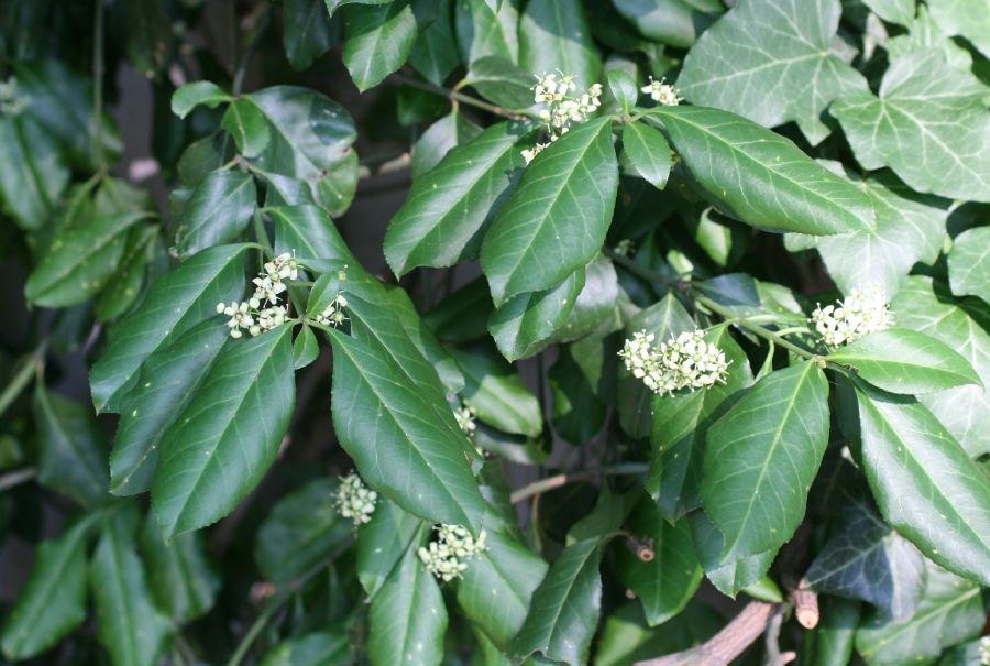 Celastraceae Euonymus fortunei