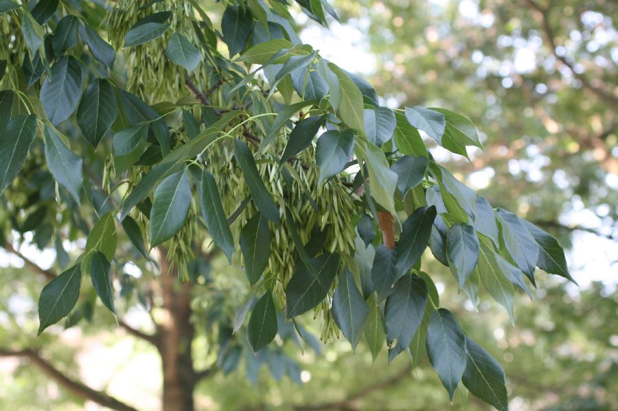 Oleaceae Fraxinus americana
