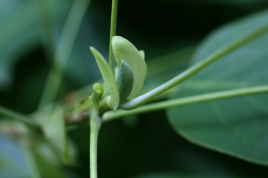 Magnoliaceae Liriodendron tulipifera