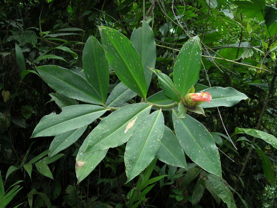 Costaceae Costus 