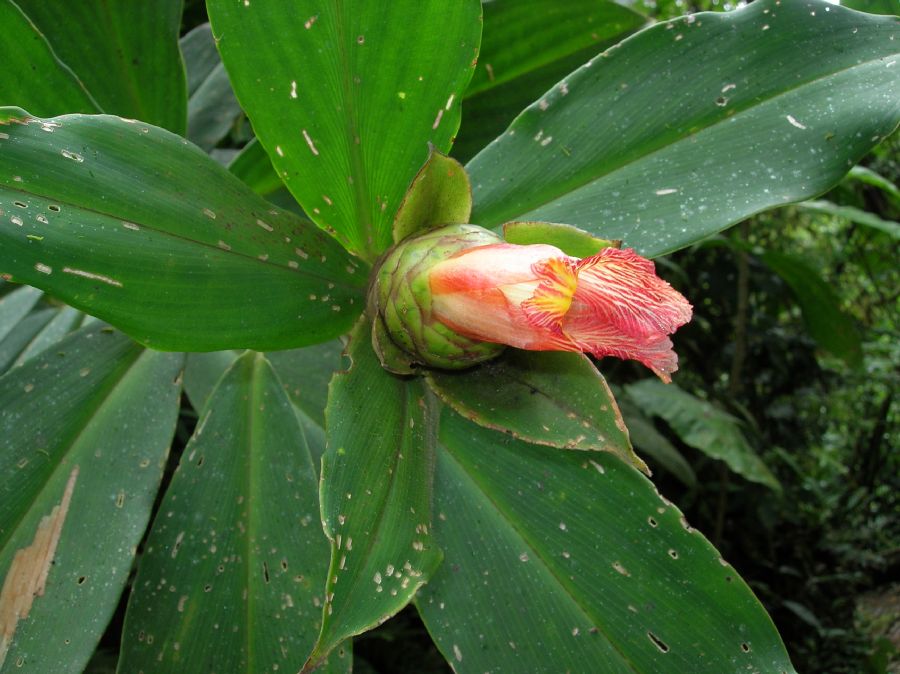 Costaceae Costus 